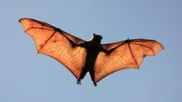 Fruit Bat Silhouette
