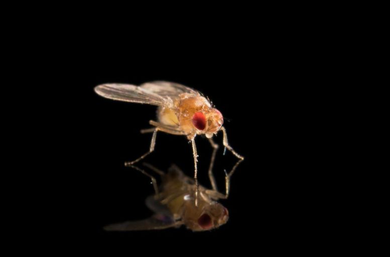 Fruit Flies and Selfish Genetic Elements