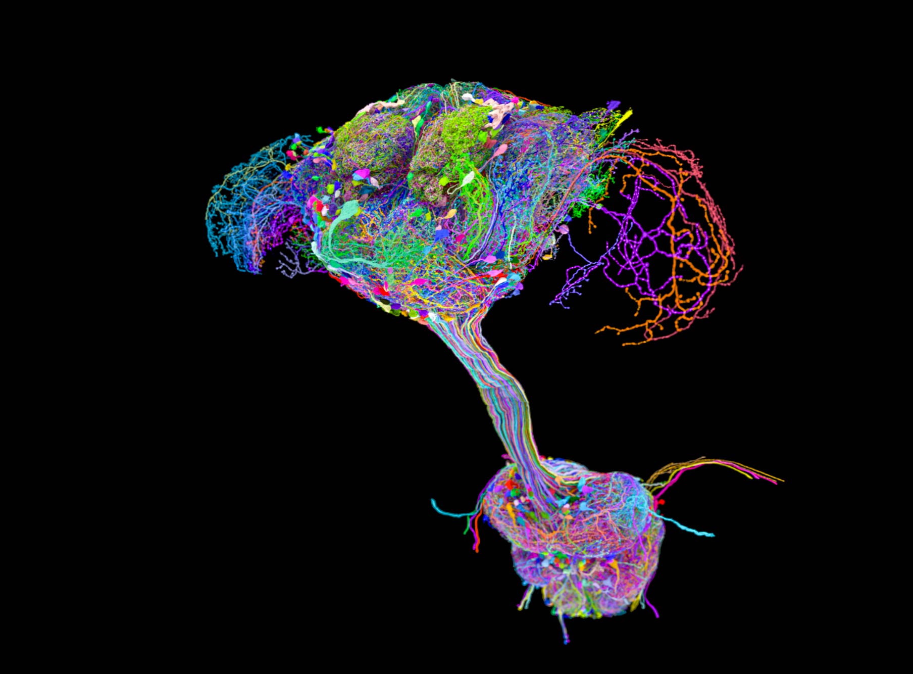 Scientists Mapped Every Neuron In A Fruit Fly And The Brain Wasn t 