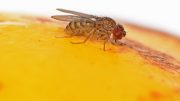 Fruit Fly Drosophila mercatorum Close Up
