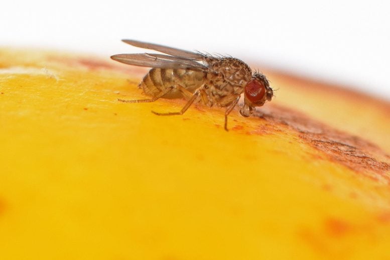 Fruit Fly Drosophila mercatorum Close Up