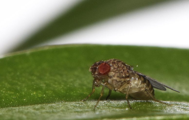 Fruit Fly Drosophila mercatorum on Leaf