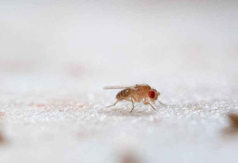 Fruit Fly Humidity Circadian Rhythm