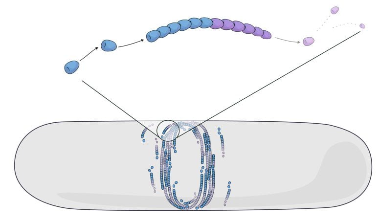 FtsZ Filament Self Organization