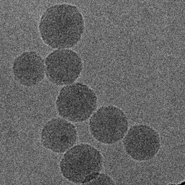 FuOXP siRNA Nanoparticles