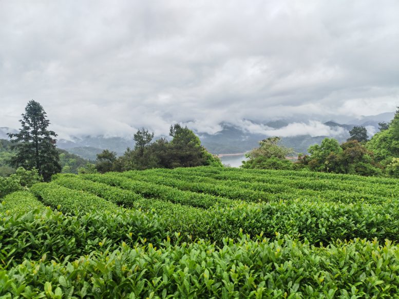 Fujian Tea Mountain