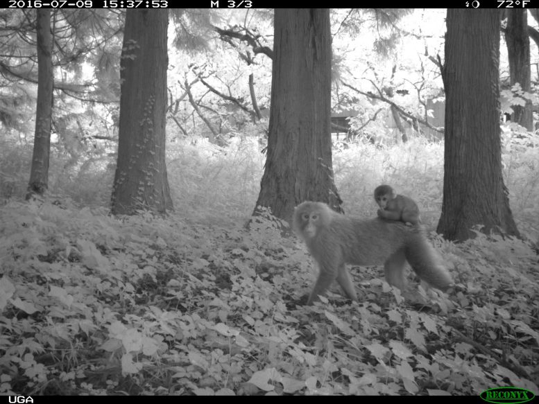 Fukushima Macaque Monkeys