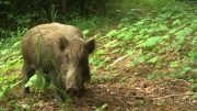 Fukushima Wild Boar