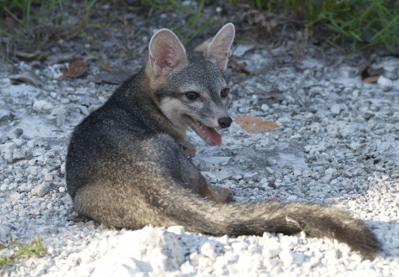Full Body Photograph of Adult Male Cozumel Fox