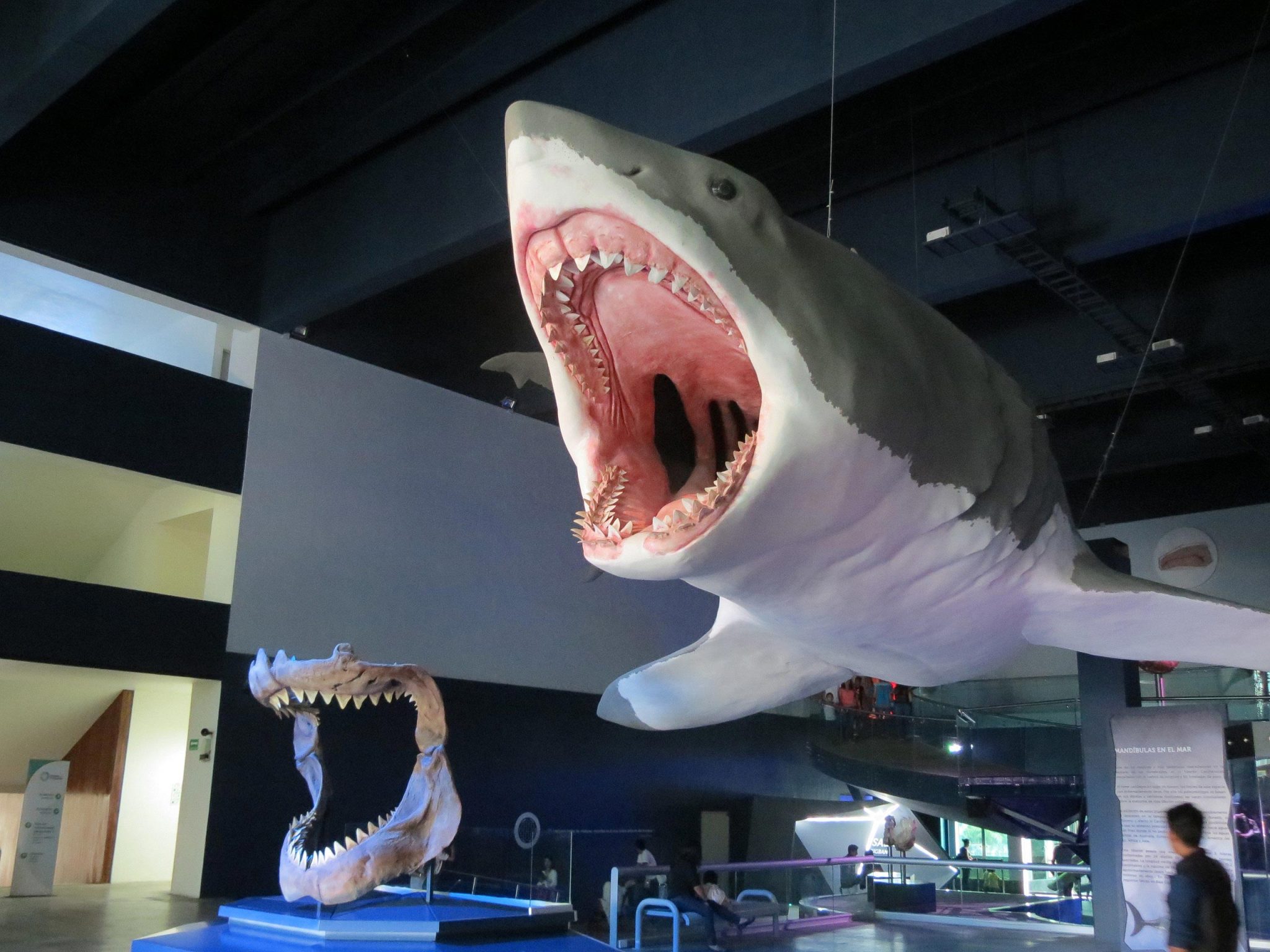 The Biggest Sharkbae Leaks Ever! - np5q2pd