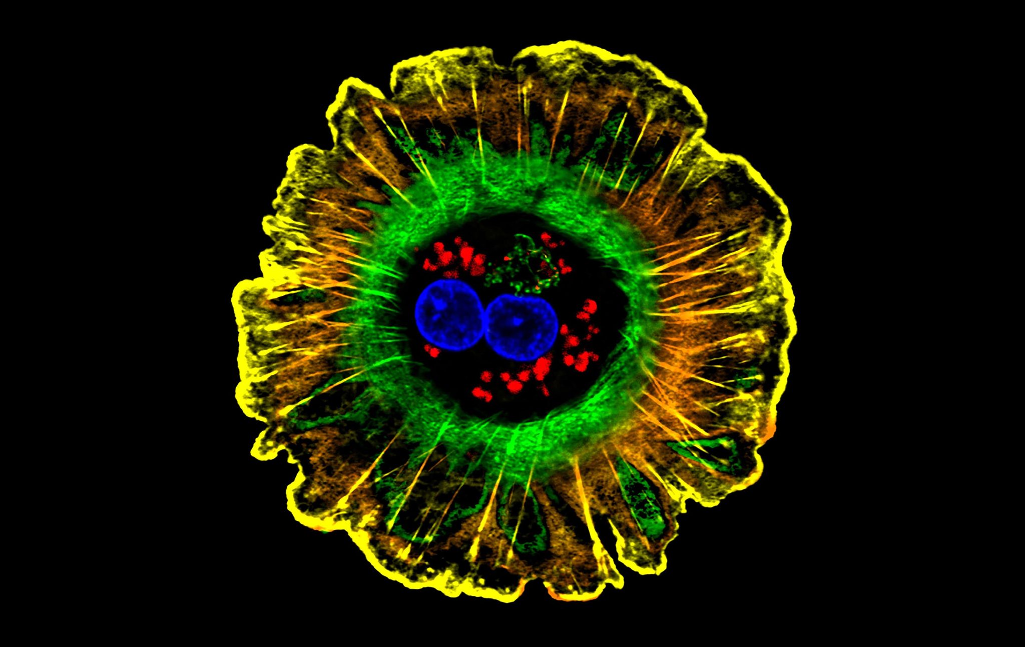 Functional Liver Cells Hepatocytes