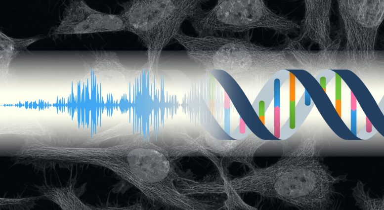 Fundamental Relationship Between Life and Sound
