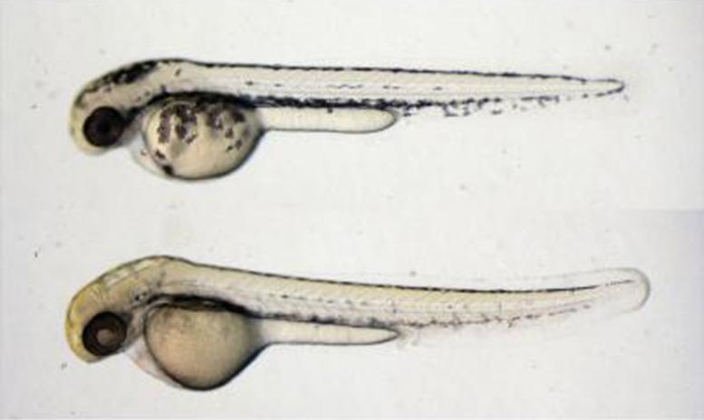 Fungal Compound Causes Less Pigmentation in Zebrafish Embryos