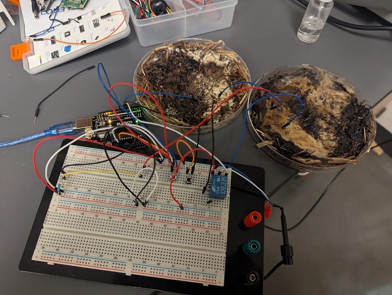Fungal Memristor Experimental Setup
