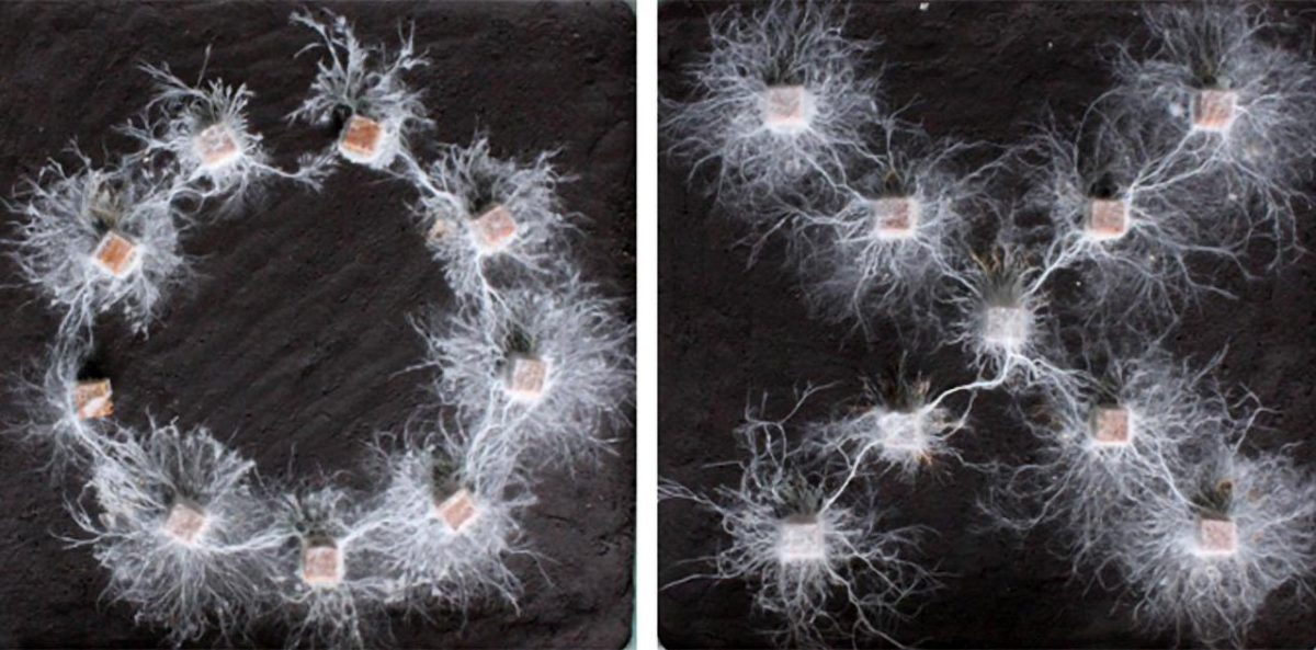 No Brains, No Problem: The Surprising Intelligence of Fungi