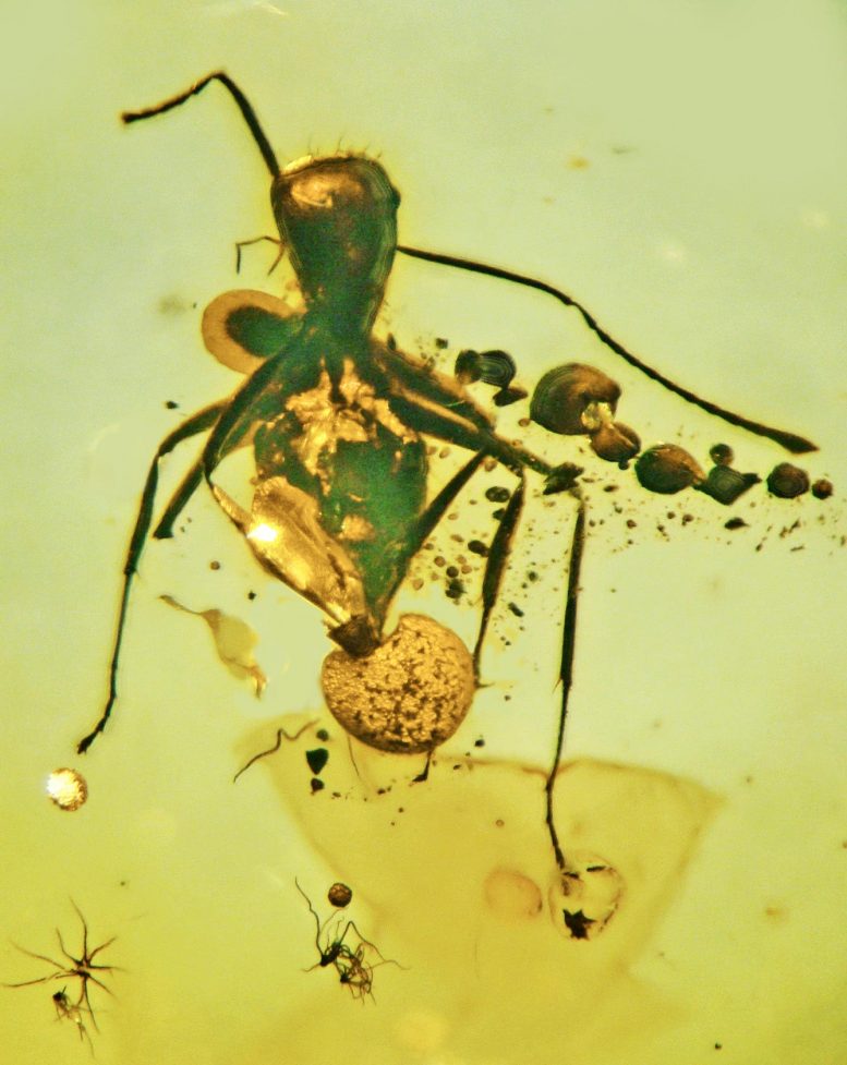 Fungus Parasitizing an Ant