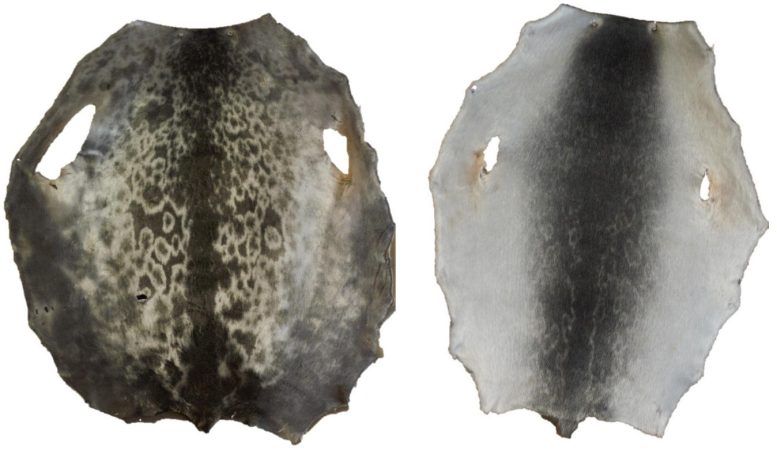 Fur Color and Patterns of the Kangia Ringed Seal and a Typical Arctic Ringed Seal