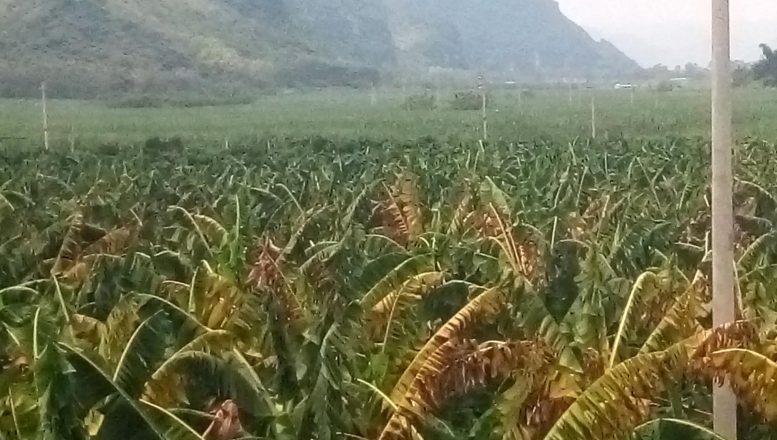 Fusarium Wilt Nanning China