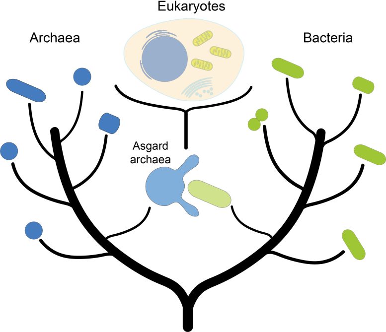 Fusion of an Asgard archaeon With a Bacterium