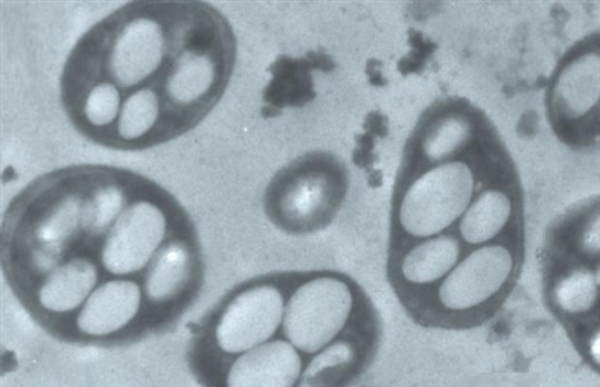 GFAJ-1-arsenic-tolerant-bacterium-microscope