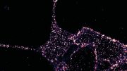 GLP1R Visualized in Insulin-Secreting Beta Cells at Super-Resolution