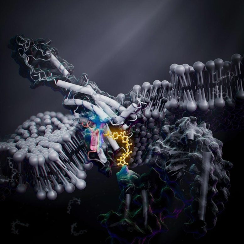 GPCR Activation From Inside Cell