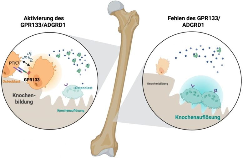 GPR133 Activated in Bone Tissue