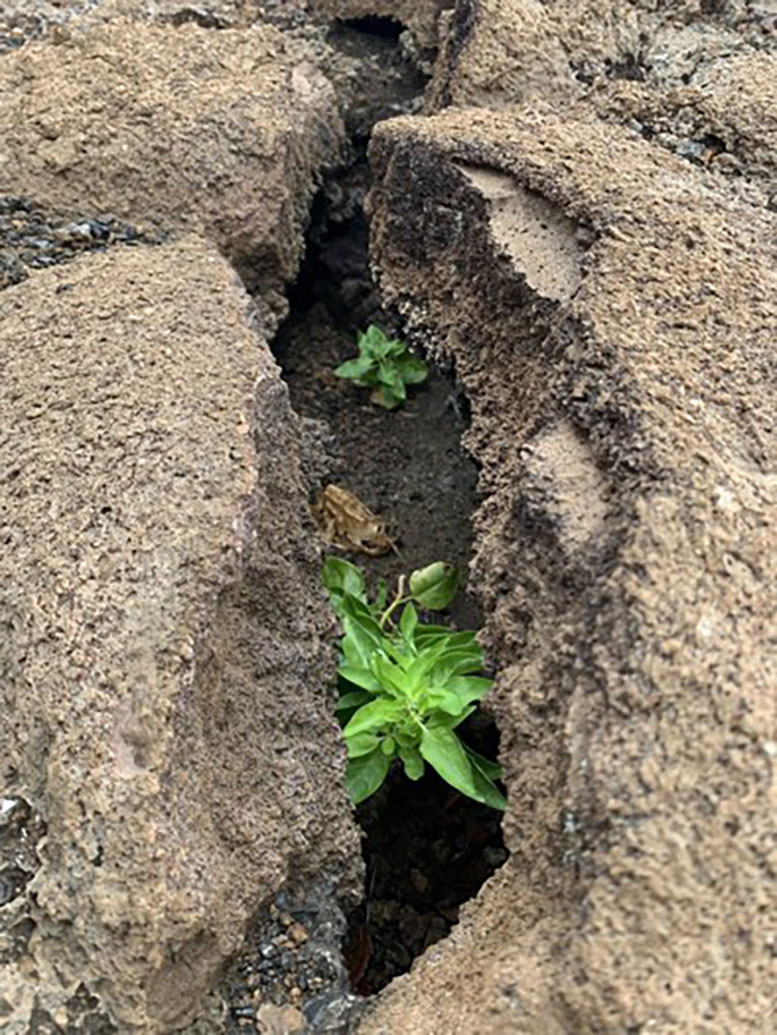 Galvezia leucantha Growing in Lava Crack