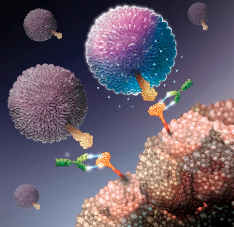 Gamma Delta T Cells