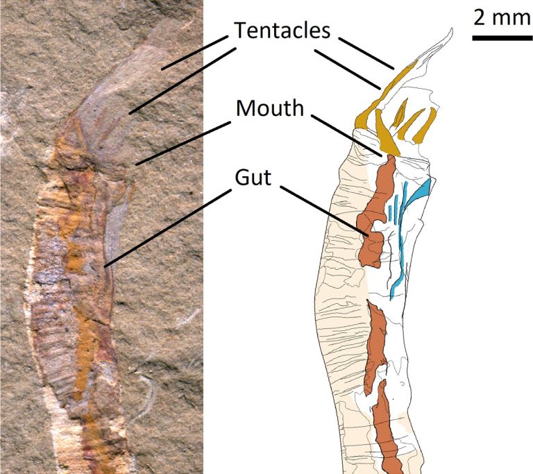 500 Million Year-Old Fossils Solve a Centuries-Old Riddle in the ...