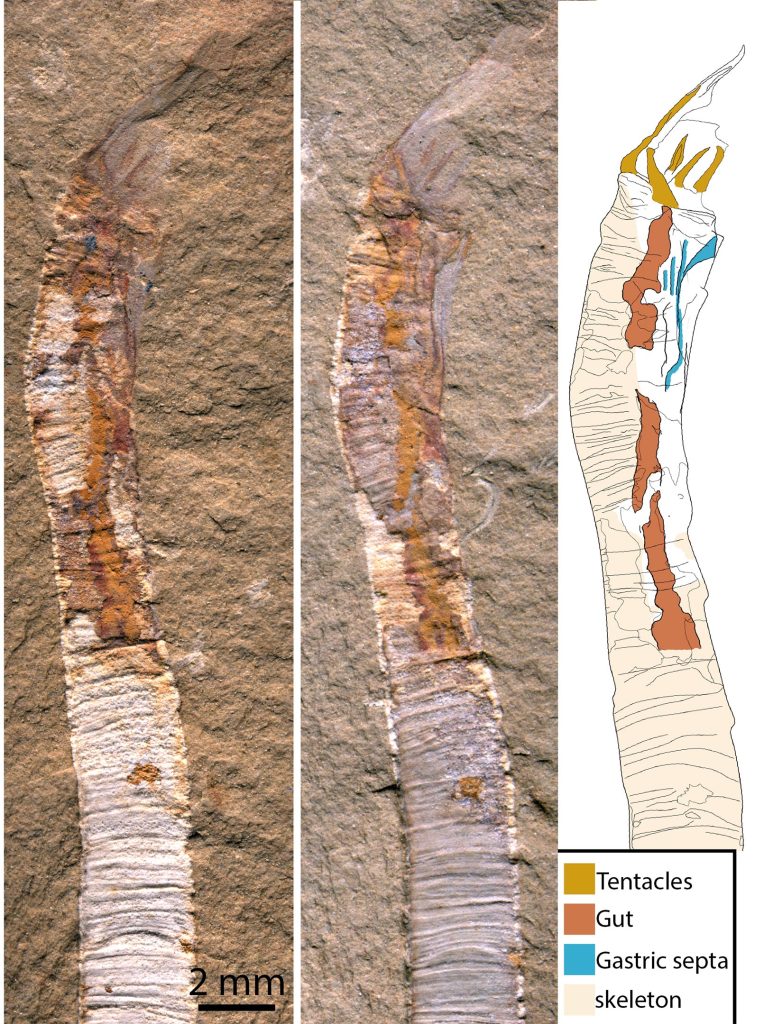 Gangtoucunia aspera Fossils