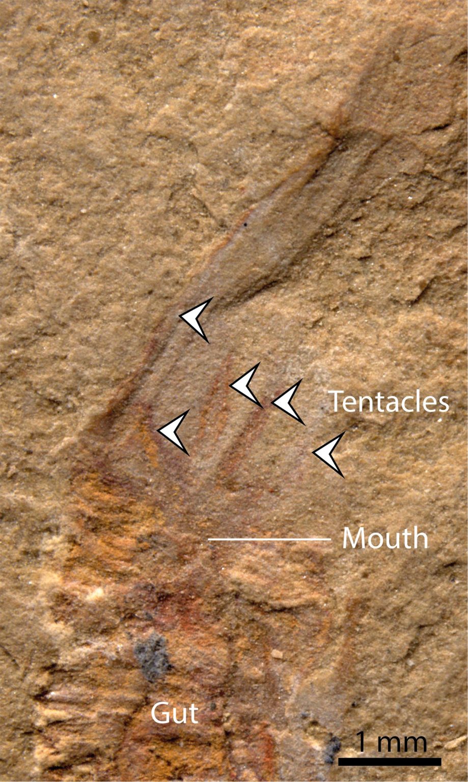 500 Million Year-Old Fossils Solve a Centuries-Old Riddle in the ...
