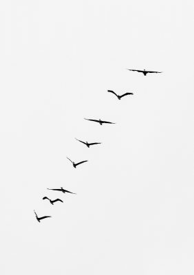 Geese Flocking Together