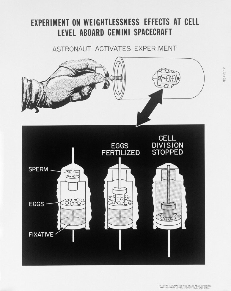Gemini III Sea Urchin Cell Division Experiment