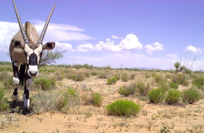 Gemsbok in New Mexico Desert Habitat