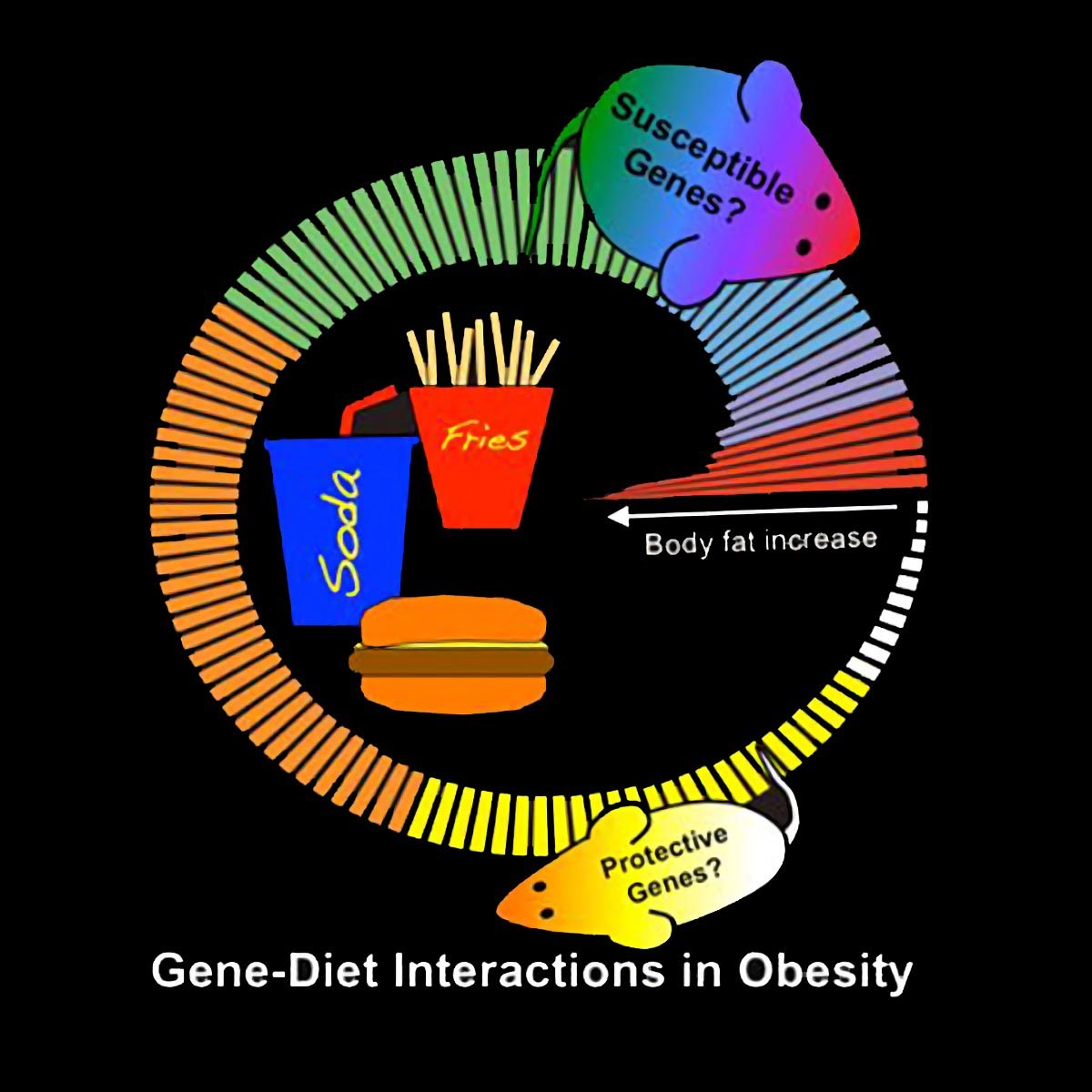 Ucla Researchers Show Link Between Diet Genetics And Obesity 