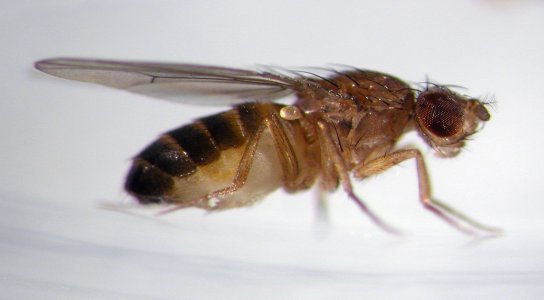 Gene Discovery Sheds Light On How Fruit Flies Retreat From Heat