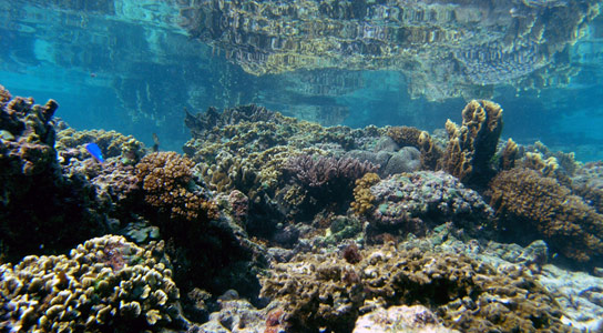 Gene-Expression-Indicates-How-Coral-Reefs-Will-Handle-Climate-Change