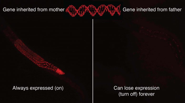 Gene Expression Mother Father DNA
