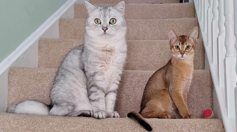 General Cat Not Study Participant