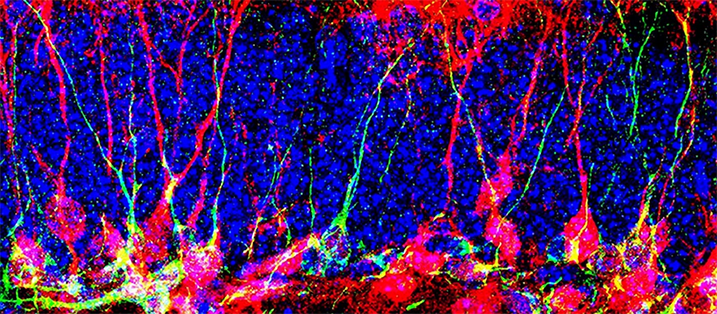 Scientists Discover How To Generate New Neurons in the Adult Brain