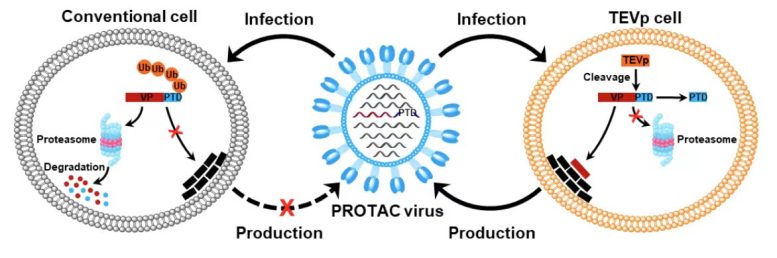 Generation of PROTAC Viruses