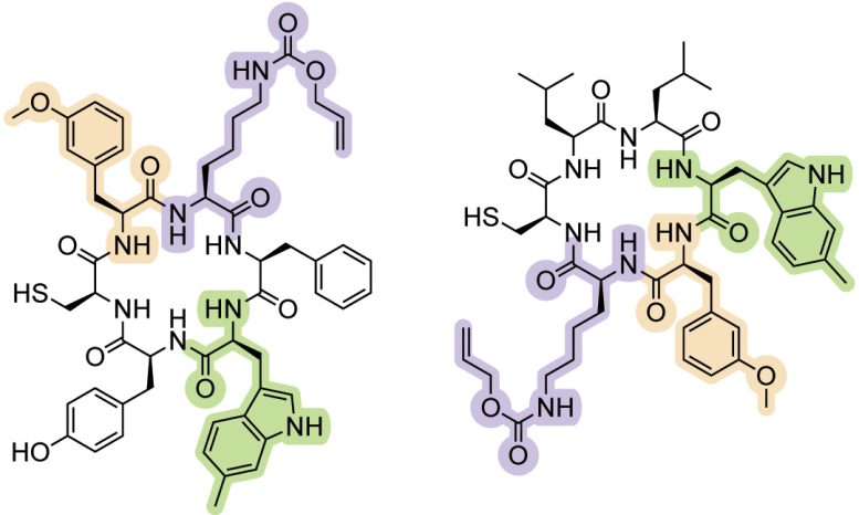 Genetic Alphabet Macrocycles