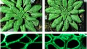 Genetically Engineered Arabidopsis Plants