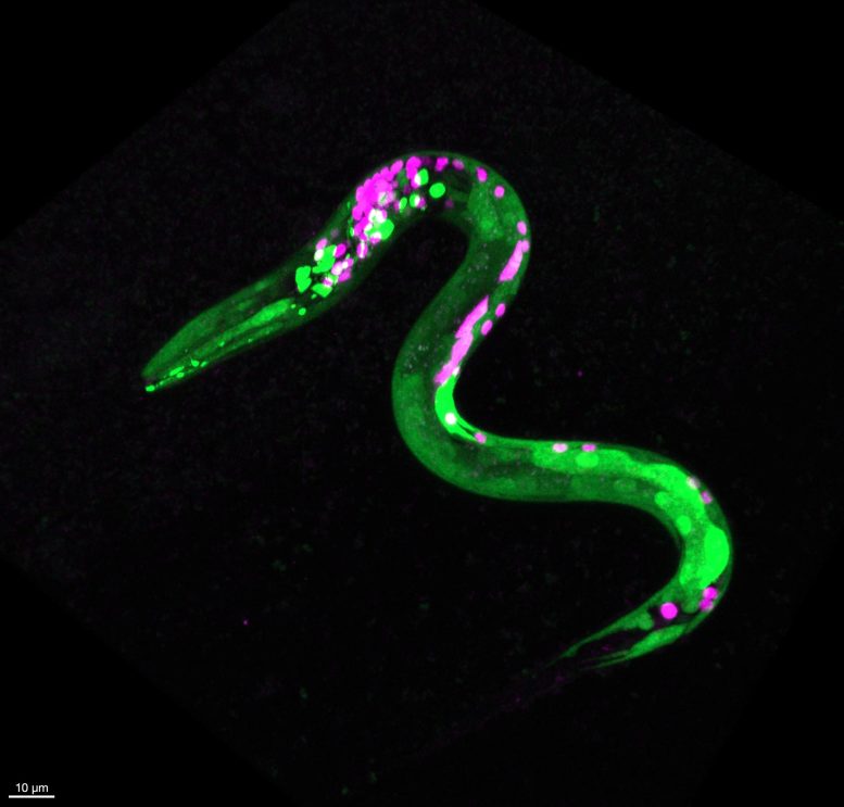 Genetically Engineered Fluorescent Worm