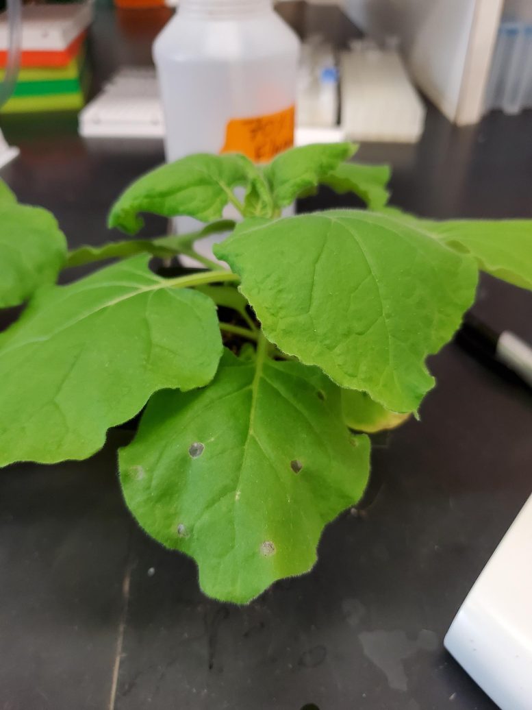 Genetically Engineered Nicotiana benthamiana Plant