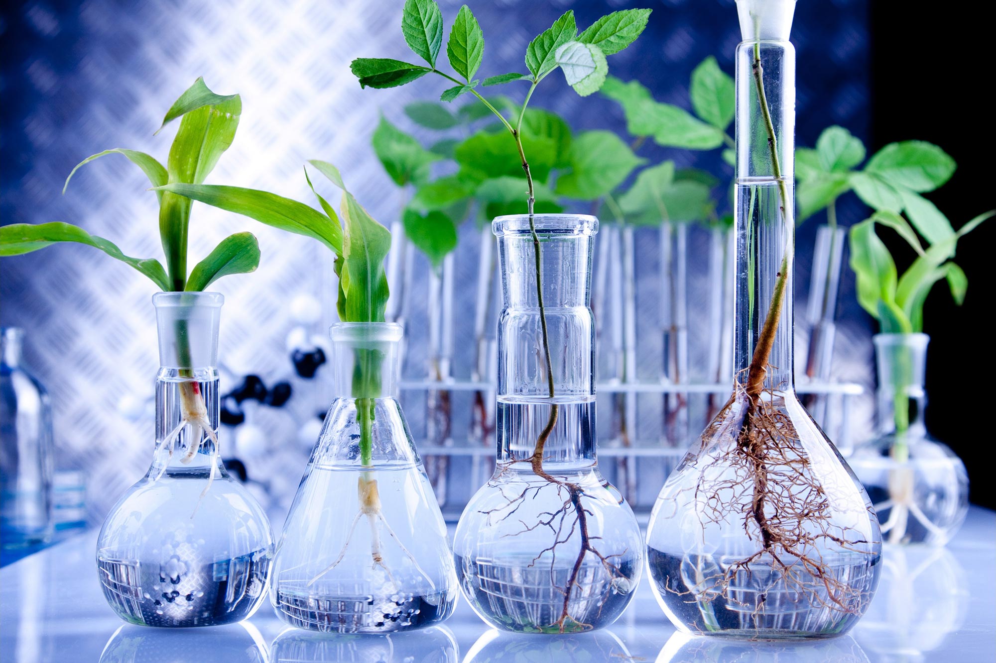 Genetically Modified Plants Concept