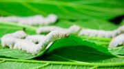 Genetically Modified Silk Worms Yield Super Strong Silk