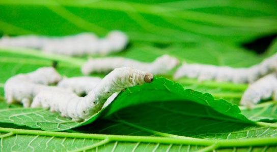 Genetically Modified Silk Worms Yield Super Strong Silk