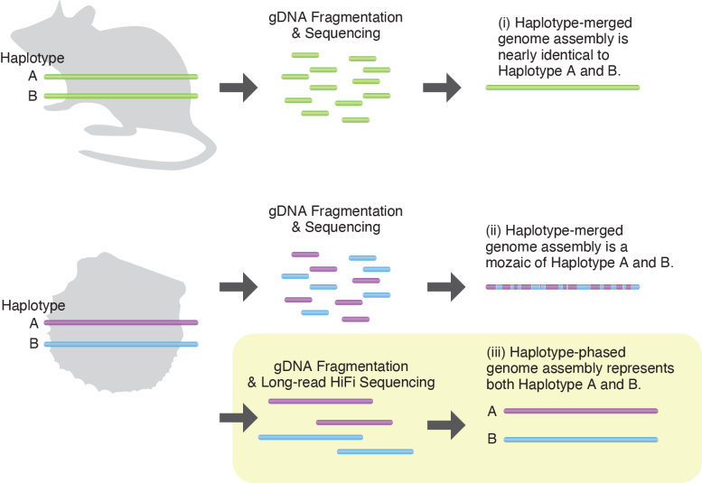 Genome Assembly Method Representation